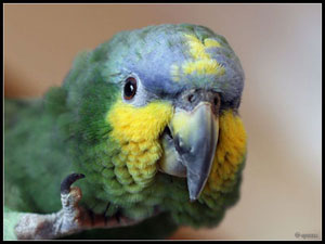 Ozzy - Orange Winged Amazon Parrot