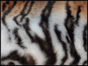 Tiger Texture
