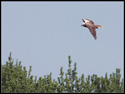 Marsh Harrier (Circus aeruginosus) in flight.