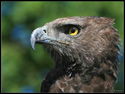 Martial Eagle (Polemaetus bellicosus), Largest African Eagle.