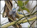 Blue Tit with nesting material