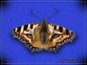 Tigerfly