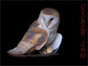 Barn owl