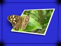Butterfly oob